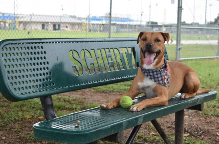 Schertz Parks And Recreation Dog Park