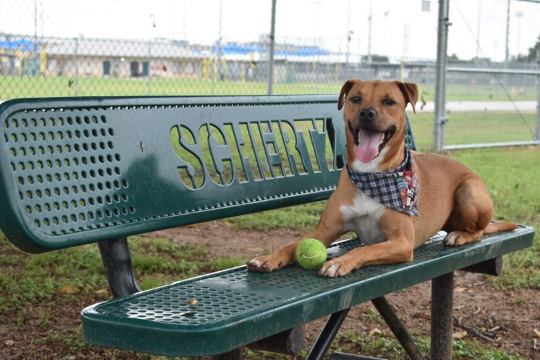 Schertz Parks And Recreation Dog Park